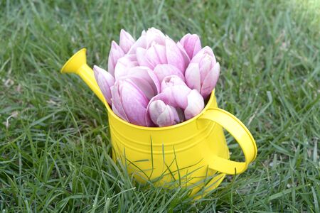 pink magnolia flower in water can on grassの写真素材