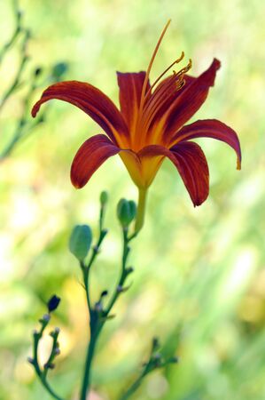 daylily flower in summer gardenの写真素材