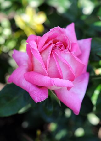 single branch tea rose for love gift in gardenの写真素材