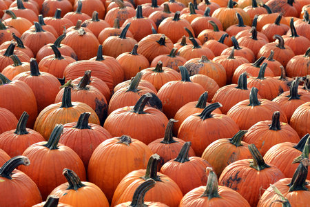 lot of pumpkin in the ground for Fall season