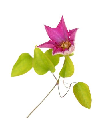 one pink clematis isolated on white backgroundの写真素材