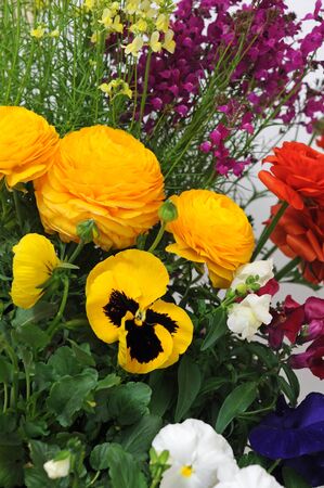 mix of buttercup, pansy and linaria flowers for background uses