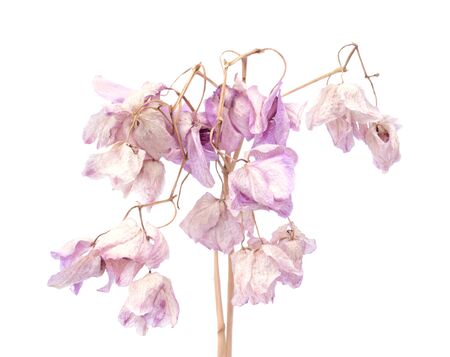 a lot of  dried orchid on isolated white backgroundの写真素材