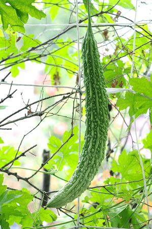bitter melon on its tree in gardenの写真素材