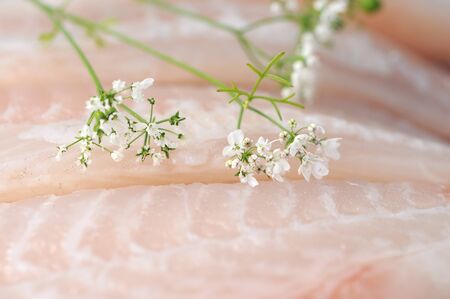 cilantro flower on filleted catfish for background usesの写真素材