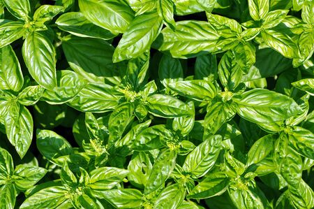 basil trees in garden under sunshineの写真素材