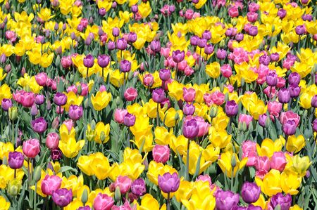 mix colorful tulip flowers as flower carpetの写真素材