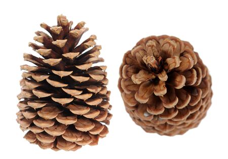 two pine cones isolated on whiteの写真素材