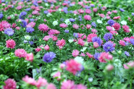 flat of mum in gardenの写真素材