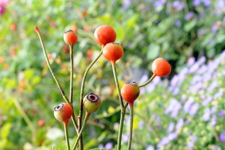 rose seeds in gardenの写真素材