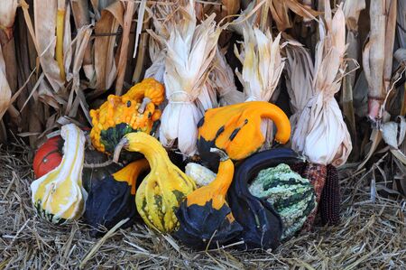 gourds and squashes under sunshine dayの写真素材