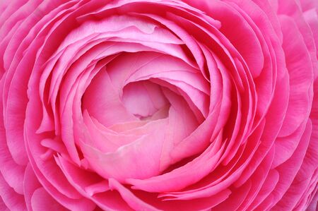 Closeup of pink persian buttercup flower isolated on whiteの写真素材