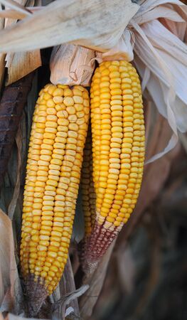 dried corns for Halloween decorationの写真素材