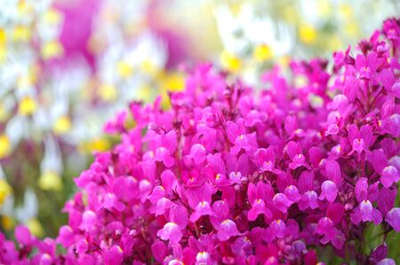 pink shooting star in gardenの写真素材