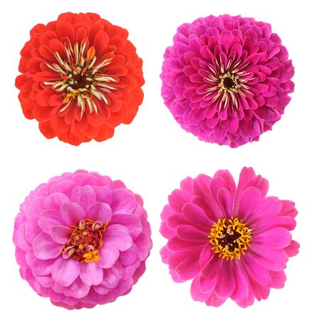 red zinnia flower isolated on whiteの写真素材