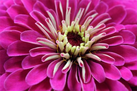 pink zinnia flower closeupの写真素材