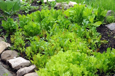 garden with growing vegetableの写真素材