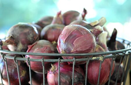 a lot of onion roots in basket on whiteの写真素材