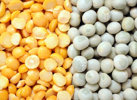 yellow split and green pea for background usesの写真素材