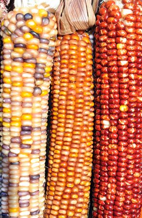 closeup of dried Indiana cornの写真素材