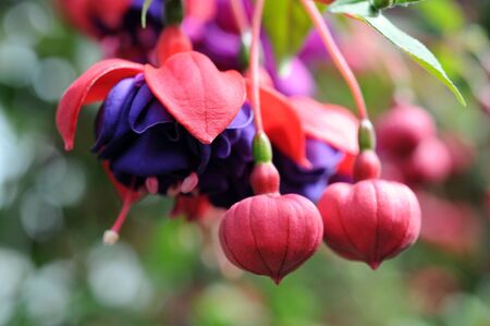 fuchsia lena flower in garden