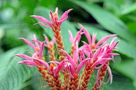 panama queen flower in garden