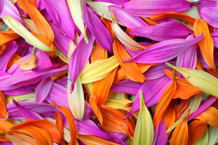 flower petal for background uses