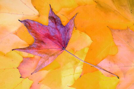 foliage of sweet maple leaf