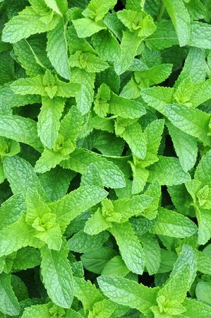 mint trees in garden under sunny