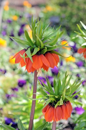 Big red  crown Imperial flower in garden under sunshineの写真素材