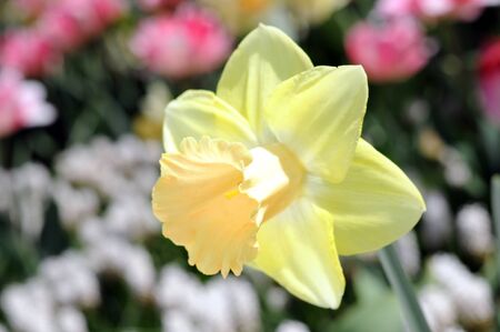 single yellow daffodil flower  in gardenの写真素材