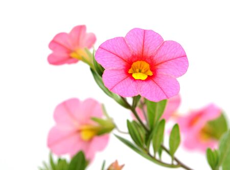 pink petunia flowers in the garden (shallow deep of field)の写真素材
