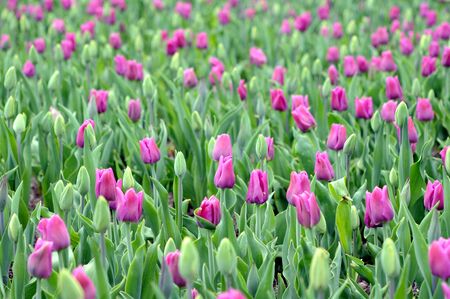 a lot of tulip glow in sunset timeの写真素材