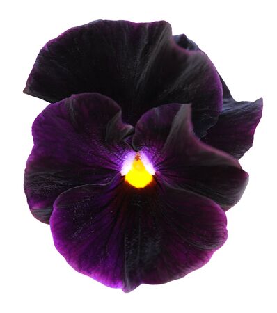 dark wine purple pansy flower isolated on white backgroundの写真素材