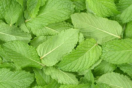top view of mint leaves for background uses