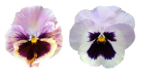 dark purple pansy flower isolated on white backgroundの写真素材