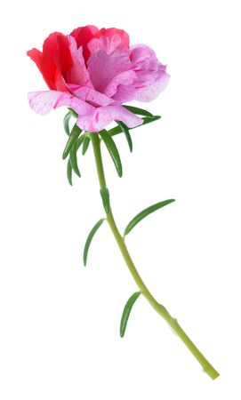 portulaca grandiflora flower isolated on white backgroundの写真素材