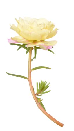 portulaca grandiflora flower isolated on white background の写真素材