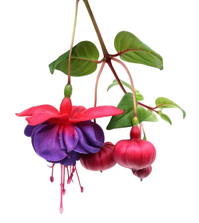 a branch fuchsia lena flower isolated on whiteの写真素材