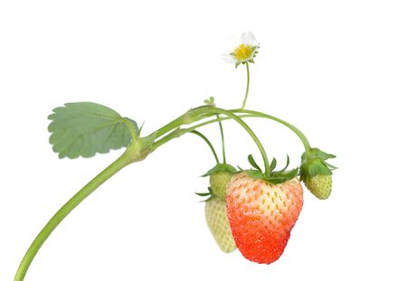  young strawberry with flower on vine isolated on white の写真素材