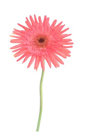 single pink gerbera isolated on white backgroundの写真素材