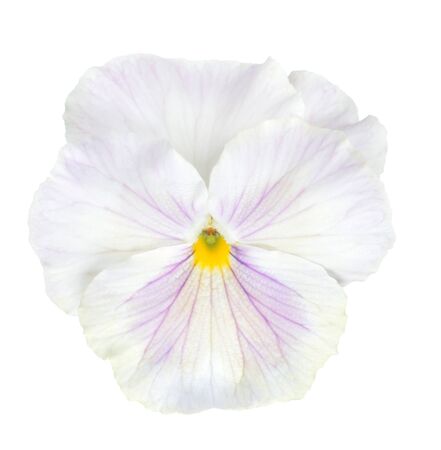 white pansy flower isolated on white background の写真素材