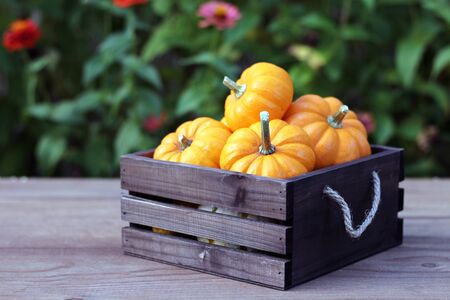 mini pumpkin with crate on the table for Autumn decorationの写真素材