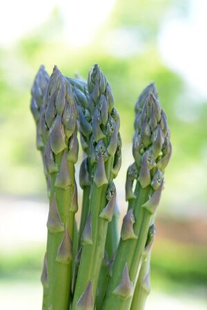 sprout of fresh asparagus in the gardenの写真素材