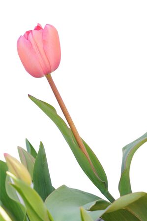 single pink tulip isolated on white backgroundの写真素材