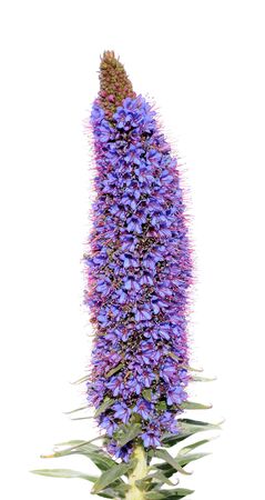single echium fastuosum flower (Pride-of-Madeira, Borage Family)