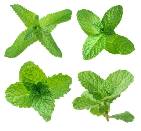 spearmint isolated white background 