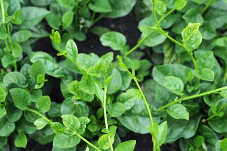 Malabar spinach in  garden under sunshine
