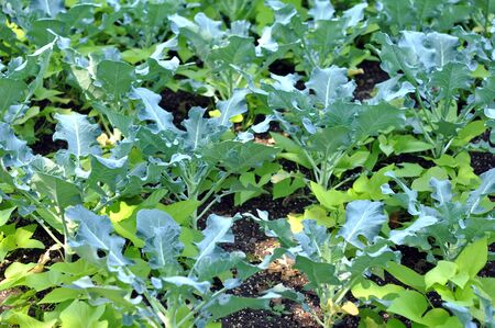cabbage trees and potato vine in gardenの写真素材