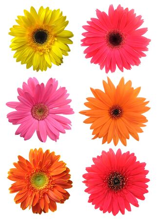 yellow gerbera isolated on white backgroundの写真素材